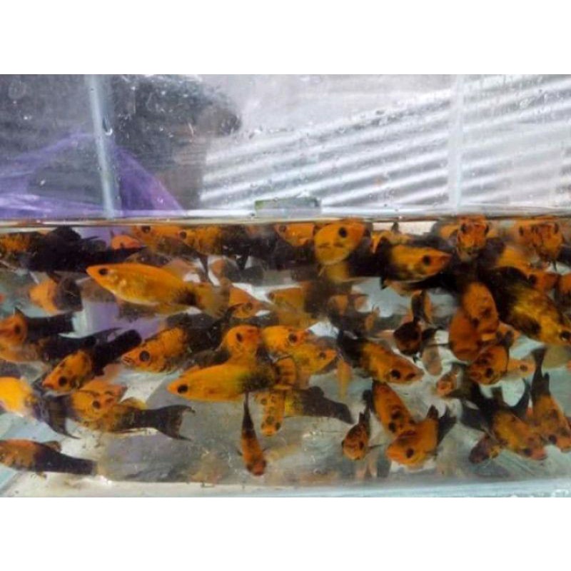 ikan hias aquascape molly golden black