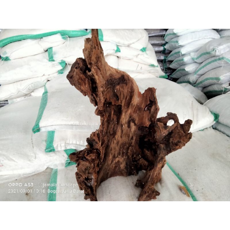 kayu rentek -aquascape size M