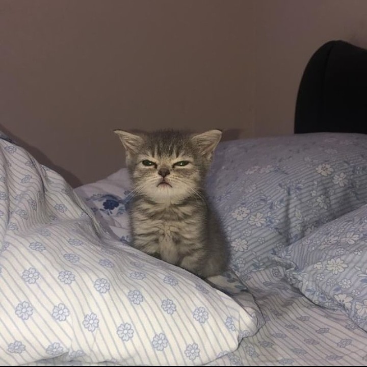 Topron Clean Power Pembersih Kerak Original