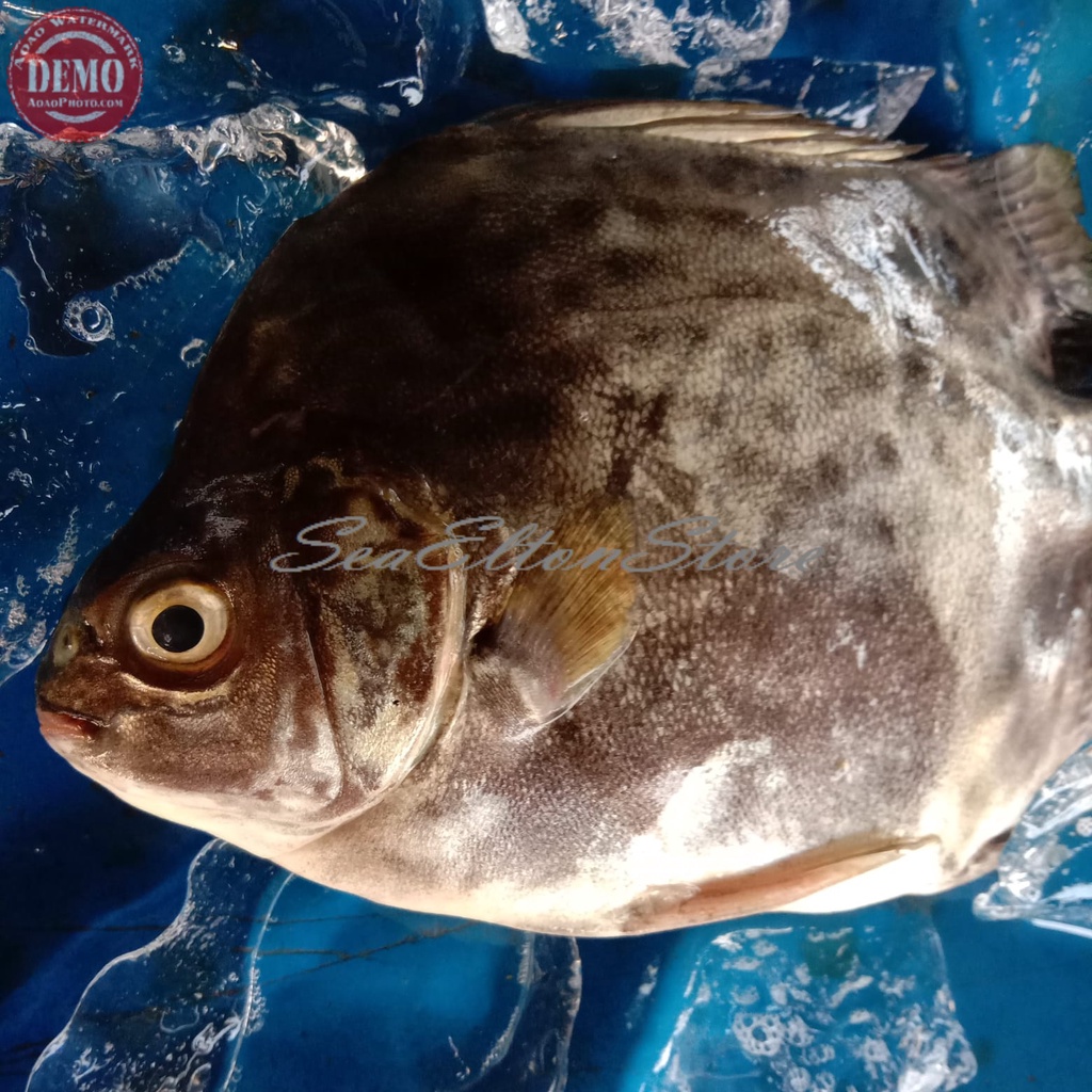 IKAN KIPER SEGAR Ikan Laut Segar