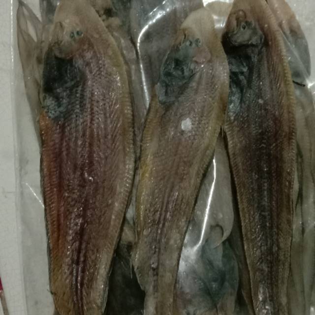 

Ikan lidah asin