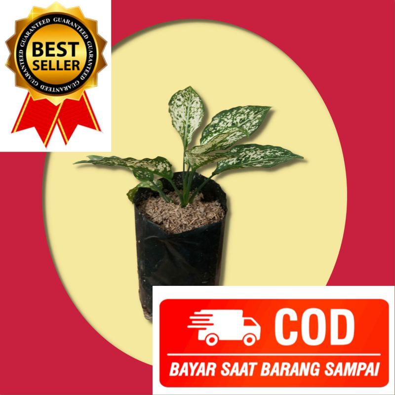 Bunga aglo snow white