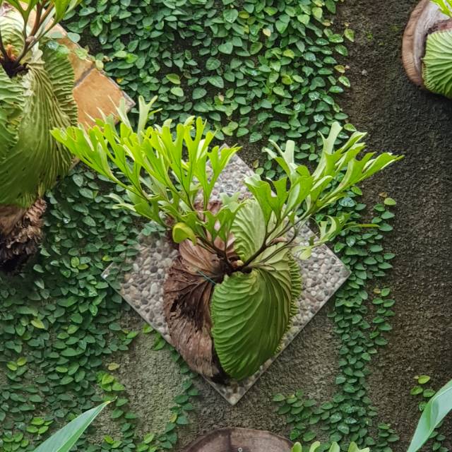 Platycerium Ridleyi Platycerium Ridleyii Shopee Indonesia