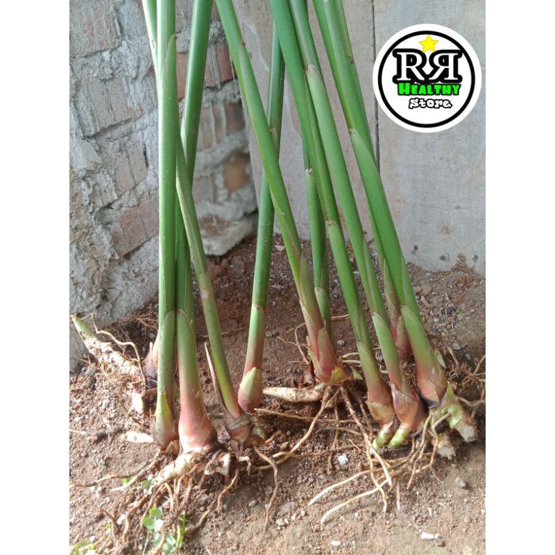 bibit kapulaga hibrida,bibit kapol,benih kapulaga termurah