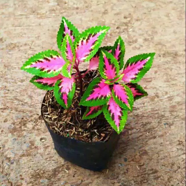 tanaman hias miyana mini/miyana miyana