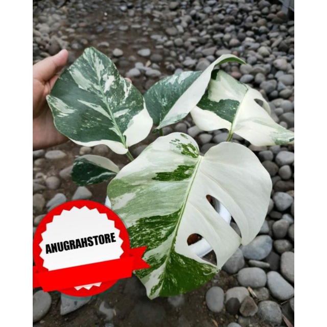 monstera king varigata