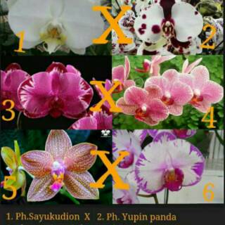 REMAJA ANGGREK  BULAN  PHALAENOPSIS LOKAL TAIWAN BUNGA  BAGUS 