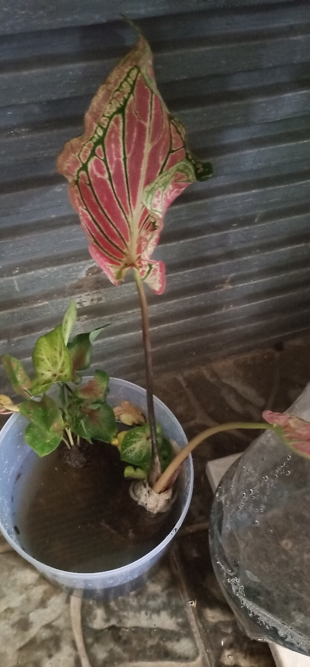 Caladium Shycool/ Dikirim Size Anakan-remaja Cat Tumpah