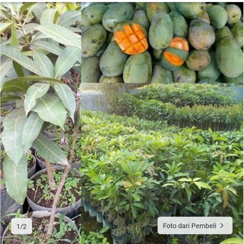 bibit mangga gadung
