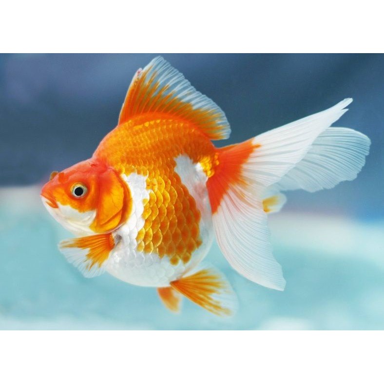 Ikan mas koki ryukin 3-5 cm