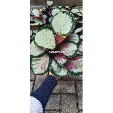 Calathea Green Crimson // Calathea Thai Rossy // Calathea Pink Rossy Rimbun