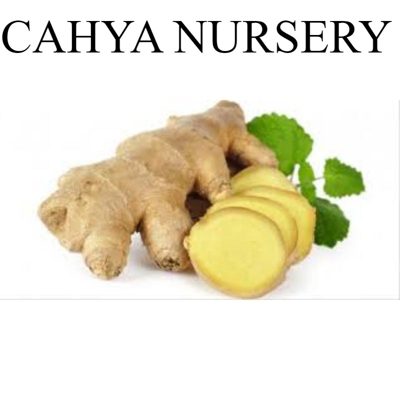 

Promo Jahe gajah/jahe putih segar basah 1kg organik siap ambil ke kebun