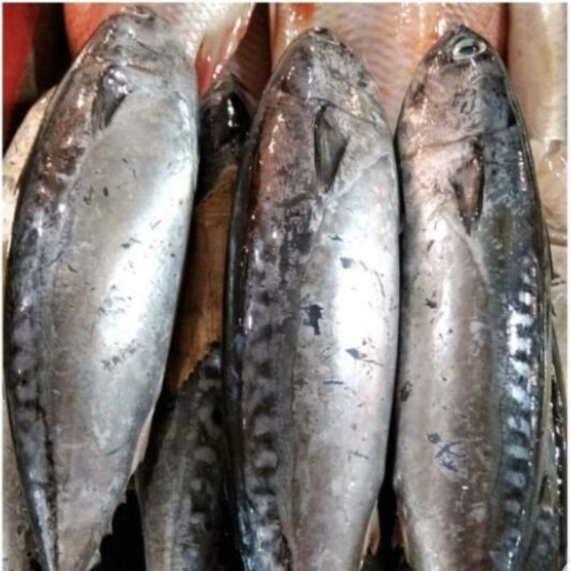 

Ikan Tongkol Segar 500gr uk.sedang