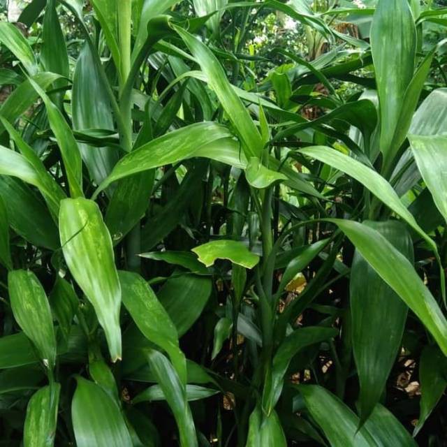 Bambu Hoki / Bambu Air