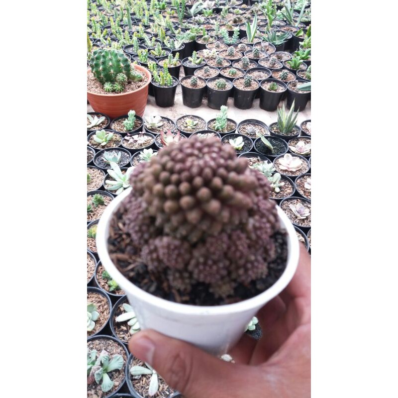 

kapiopoa impor ourood