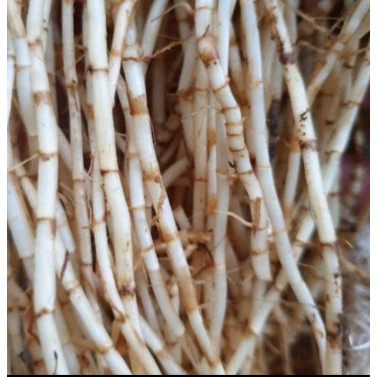 

Akar alangalang segar 250gr