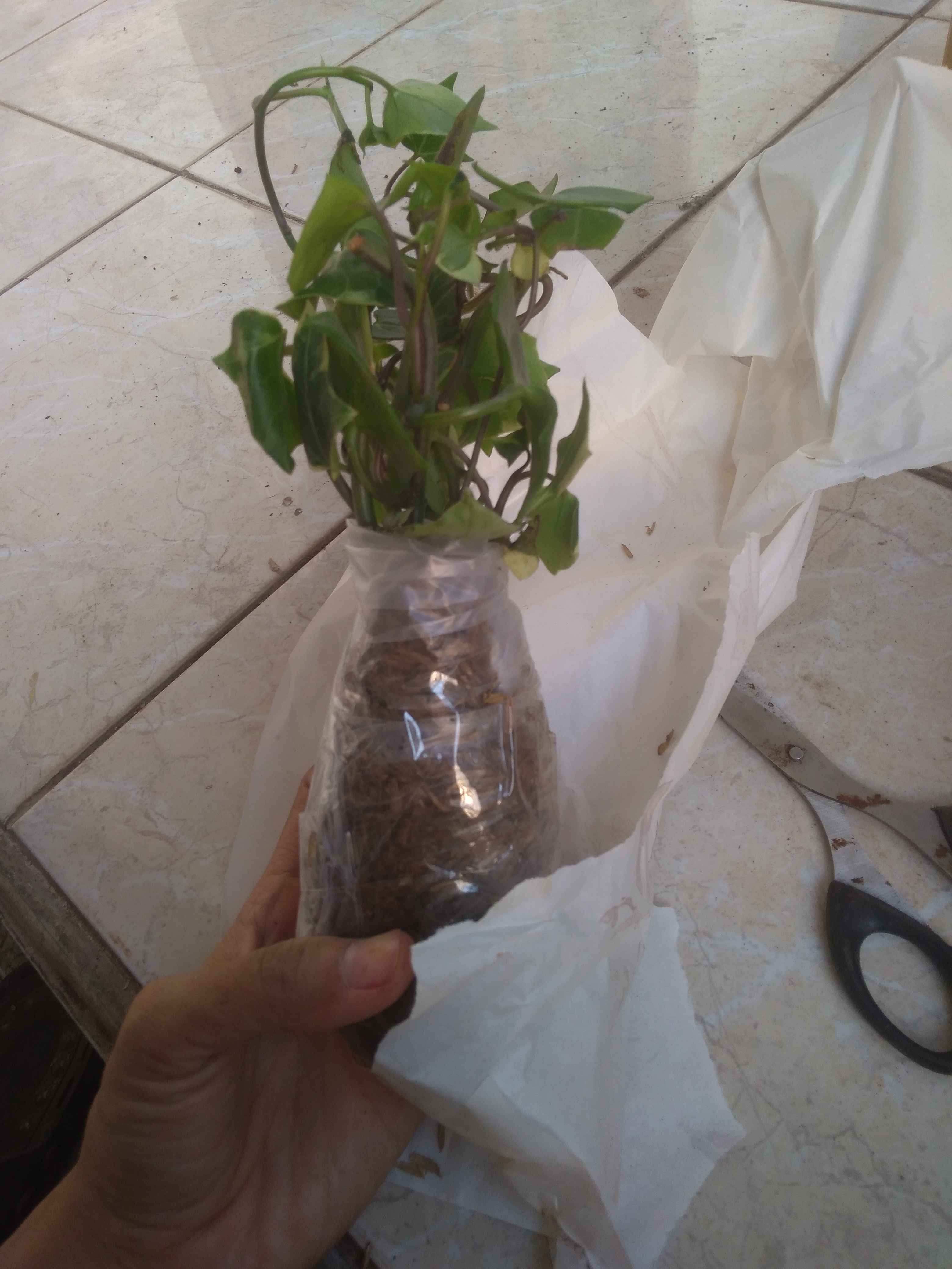 Tanaman Hias Gantung Bunga Ivy Varigata / Hedera Helix Glacier