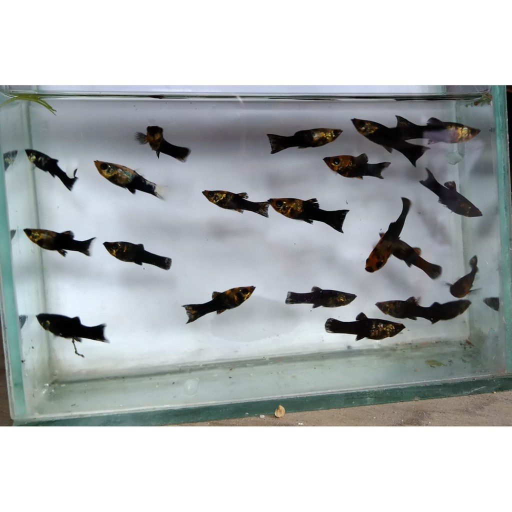 ikan platy golden black molly double tail dewasa indukan  aquarium,kolam & aquascape