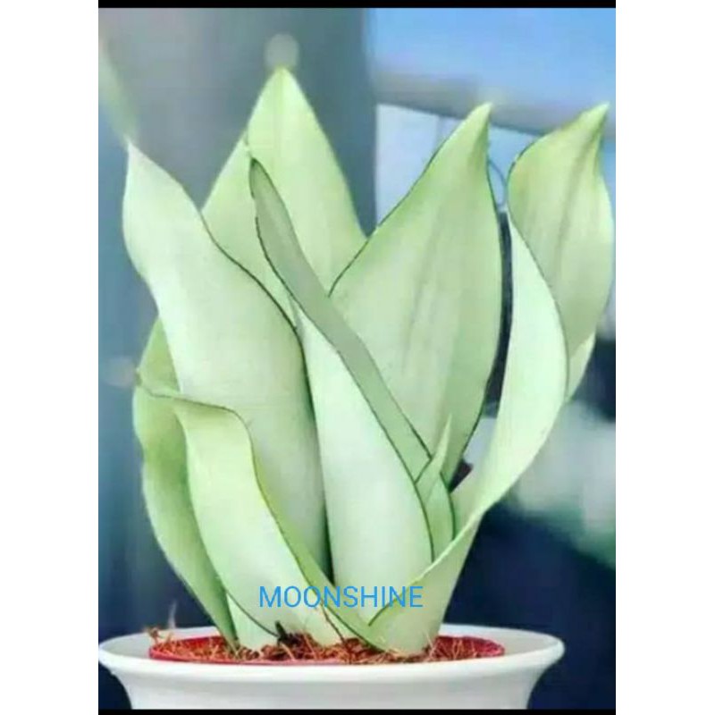 sansivera moonlight sansivera - sansivera moonshine termurah
