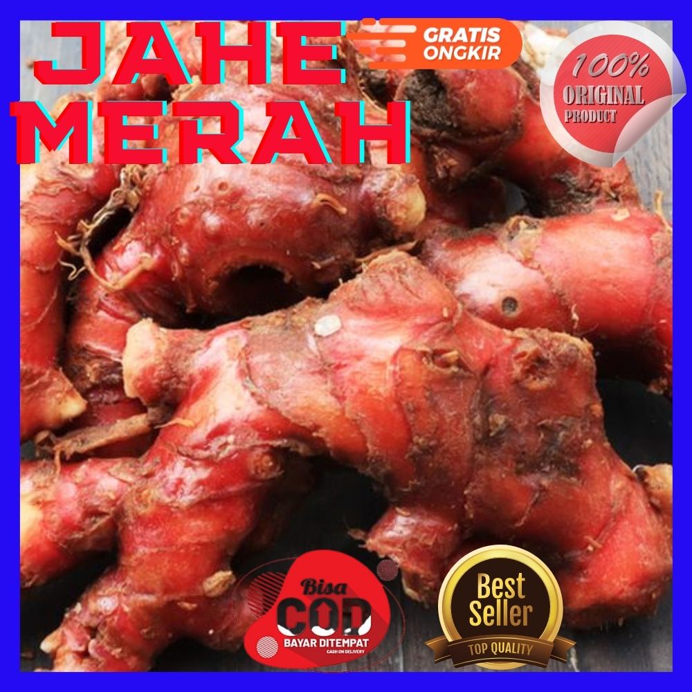 jahe merah 1kg / jahe merah / jahe merah segar / bibit jahe merah / bibit jahe merah 1kg / jahe merah 1 kg / jahe merah asli / benih jahe merah super