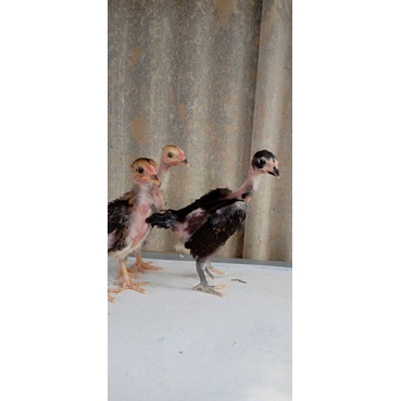 Ayam saigon x mangon