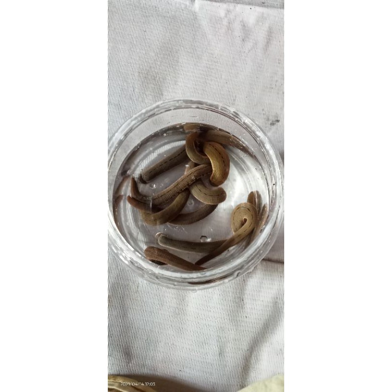 READY LINTAH HIDUP STERIL Untuk Terapi