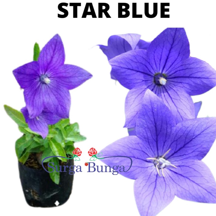 Tanaman Hias Bunga Star Blue Berbunga - ungu