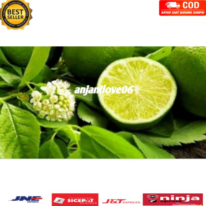 

daun jeruk lemon segar fres 100 gr