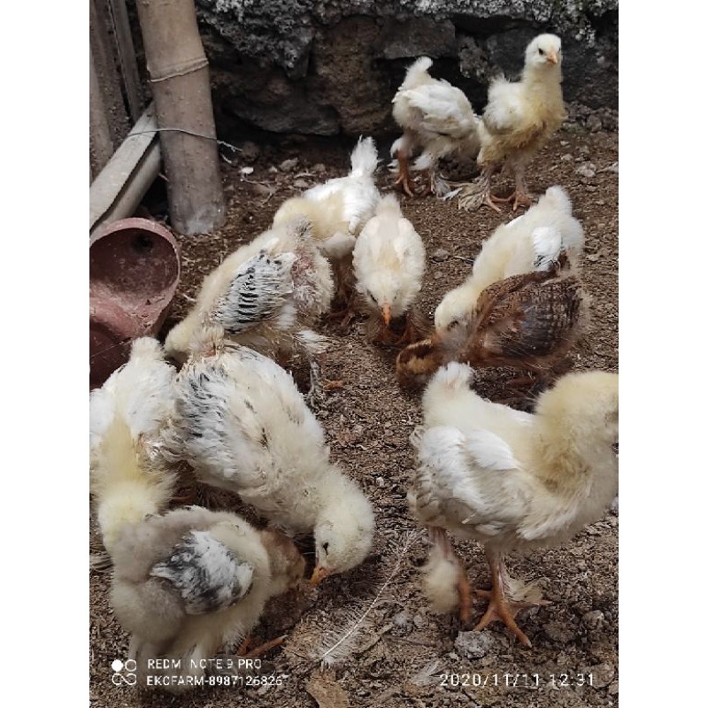 Ayam Brahma Original Anakan usia 3-4 minggu
