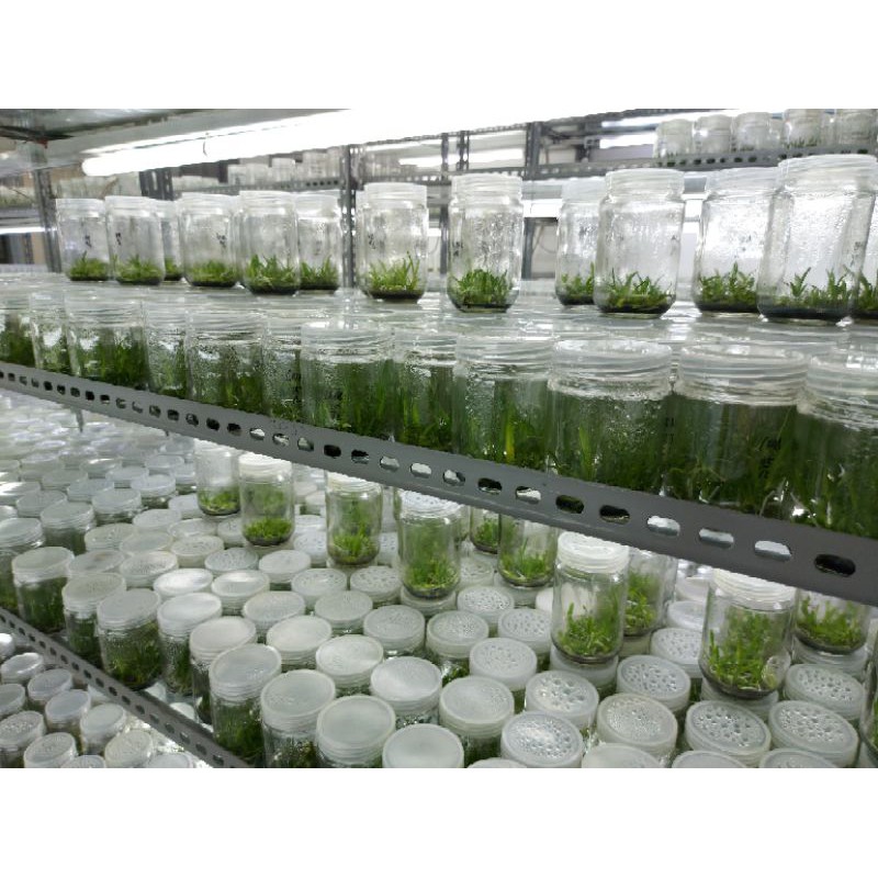 Anggrek Botolan Dendrobium