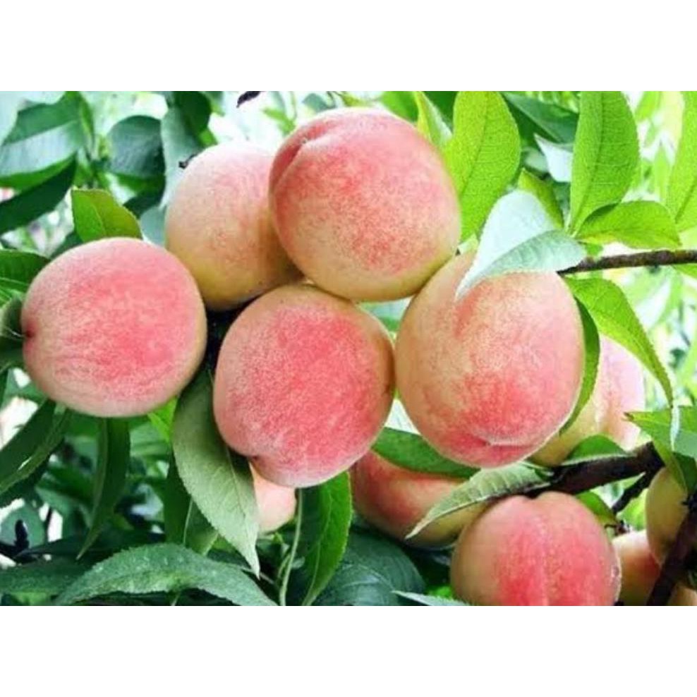 Freong Bibit Buah Persik Peach Kw Import