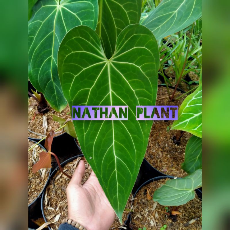 Anthurium Black mamba