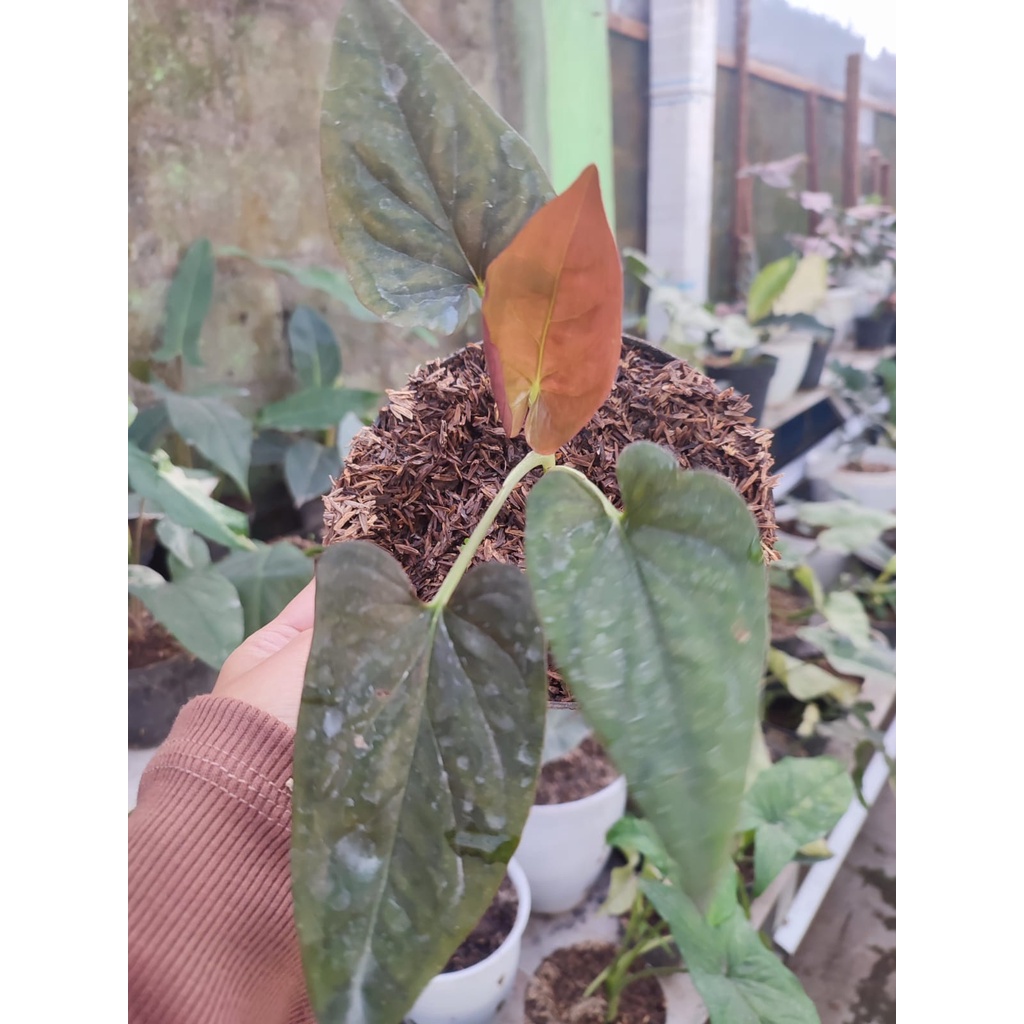 SYNGONIUM RED ARROW TANAMAN HIAS SYNGONIUM BLACK TANAMAN BUNGA  SYNGONIUM