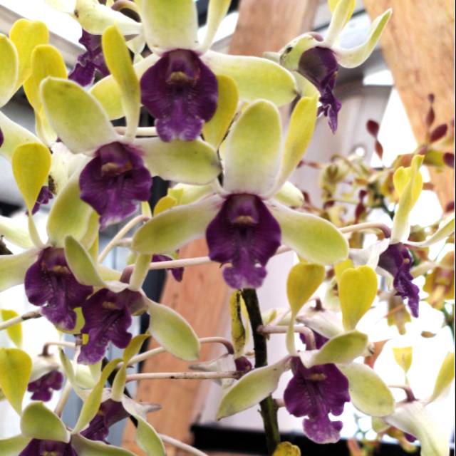 Dendro Imelda marina masagung