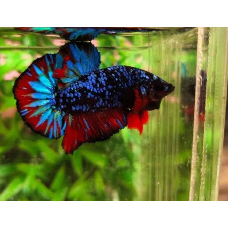 Avatar Gordon real totol udah muncul 100% real