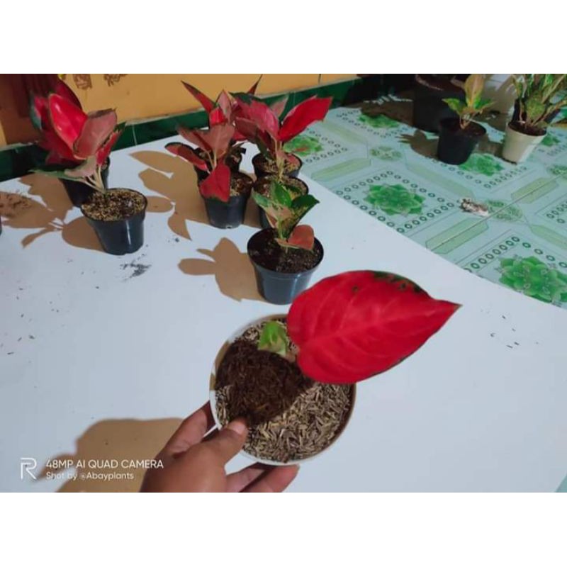 baby suksom jaipong stang pendek