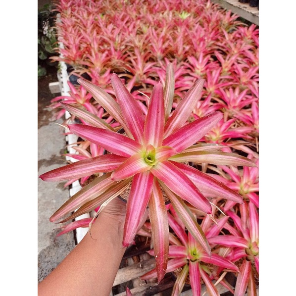 Tanaman Hias Bromelia (Ananas cosmusus) Tricolor pohon hidup