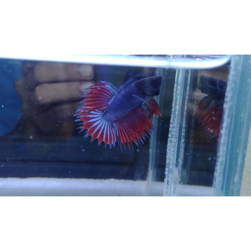 ikan cupang hias crowntail serit #CT08