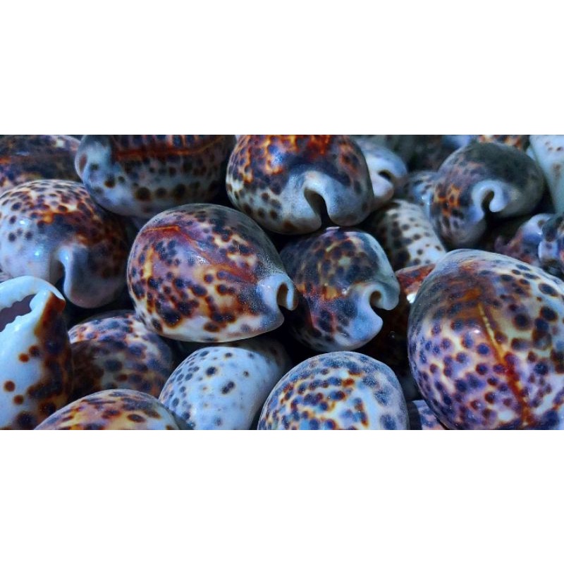 Kerang macan hiasan koleksi/aquarium/meja kaca