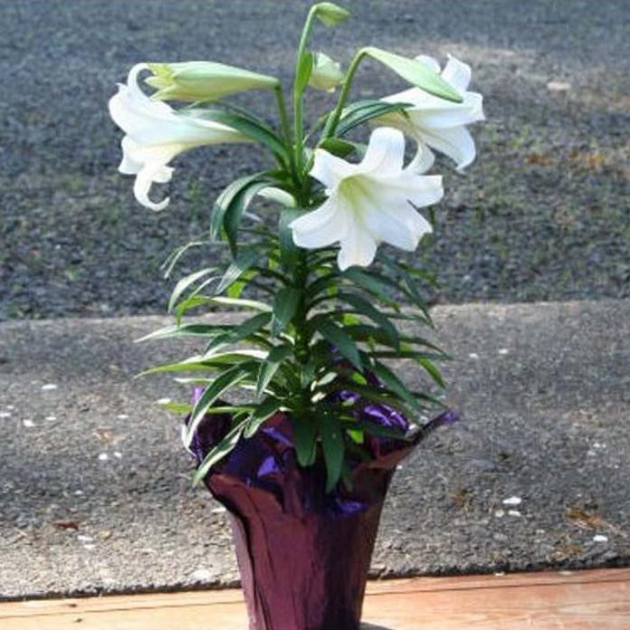 Bibit Bunga Easter Lily #_#