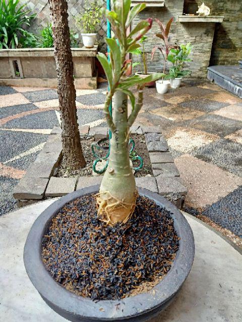 Bibit Bunga Kamboja Jepang Adenium Triple 1 Batang 3 Warna Terbaru 2019