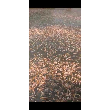 bibit unggul nila merah bangkok