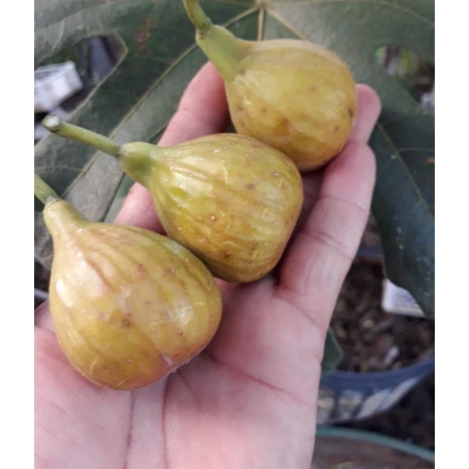 bibit buah tin langka jenis Palau