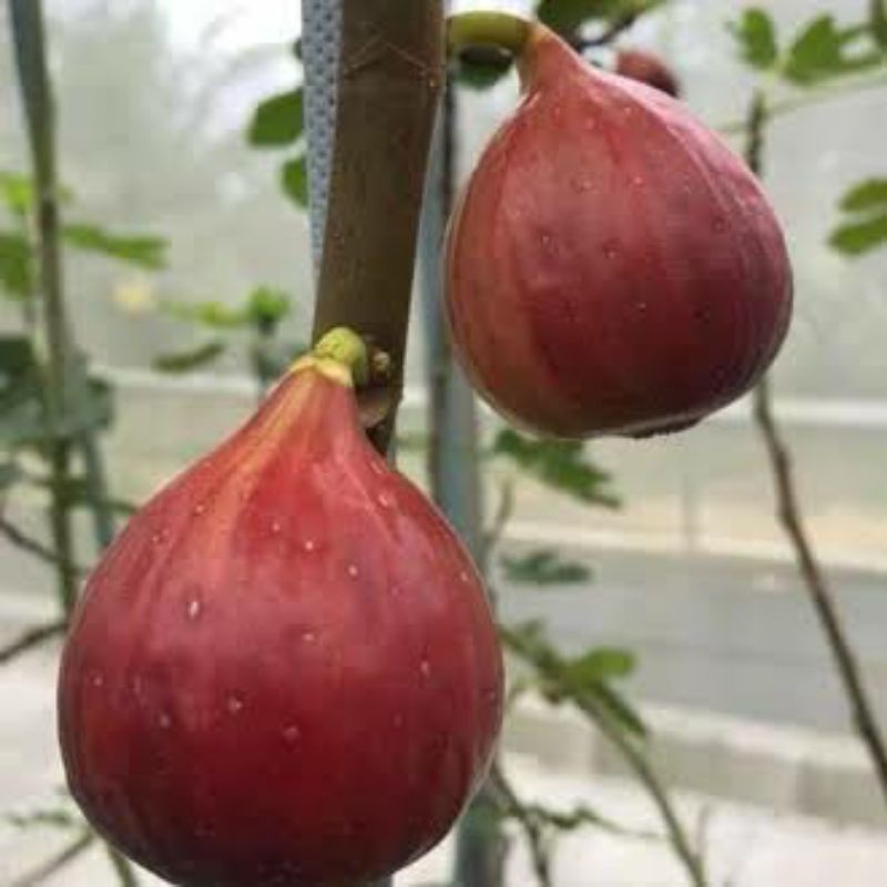 bibit fresh cangkok tin/buah tin merah jumbo cepat berbuah