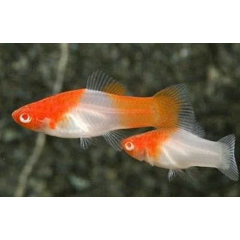 

ikan play khohaku