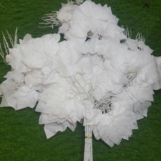Daun anggur putih