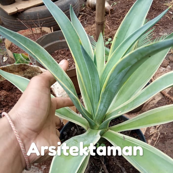 tanaman hias siklok - tanaman agave hijau - siklok - agave