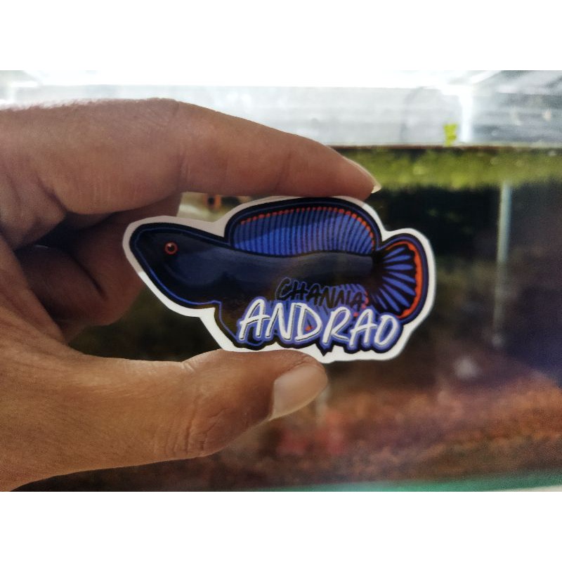 stiker_mini ikan galak/channa anti. air mantap