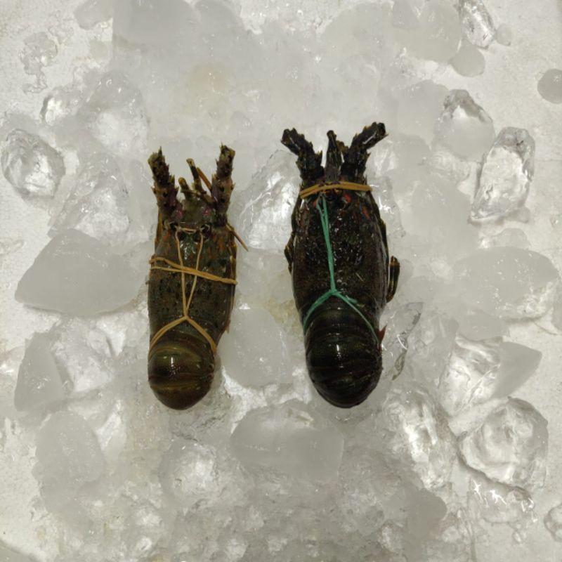 

Baby Lobster