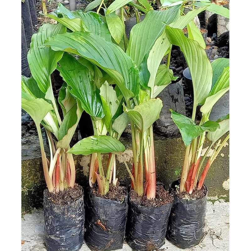 INDUKAN BIBIT KUNYIT HITAM LANGSUNG PETANI